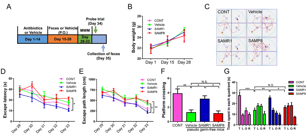 Effects of SAMR1 and SAMP8 mice fecal microbiota transplant on behavior in pseudo germ-free mice. (A) Schedule of fecal microbiota transplant on behavioral testing in pseudo germ-free mice. Mice were first treated by administering large doses of antibiotic solution for 14 consecutive days. Thereafter, mice were orally treated with fetal microbiota of SAMR1 and SAMP8 mice. MWMT was performed on days 29–33, and the probe trial was performed on day 34. On day 35, fecal samples were collected for 16S rRNA gene sequencing testing. (B) Body weight (Two-way ANOVA; Time: F2,14 = 25.59, P 3,21 = 0.1132, P = 0.9514; Interaction: F6,42 = 0.6019, P = 0.7272.). (C) The trace graph of mice in MWMT. (D) Escape latency (two-way ANOVA; Time: F4,28 = 17.23, P 3,21 = 3.27, P 12,84 = 0.9568, P = 0.4961). (E) Escape path length (two-way ANOVA; Time: F4,28 = 32.04, P 3,21 = 8.668, P 12,84 = 0.7349, P = 0.7137.). (F) Platform crossing (one-way ANOVA; F3,28 = 8.745, P G) Time spent in each quadrant (one-way ANOVA; F3,28 = 9.133, P P P P 