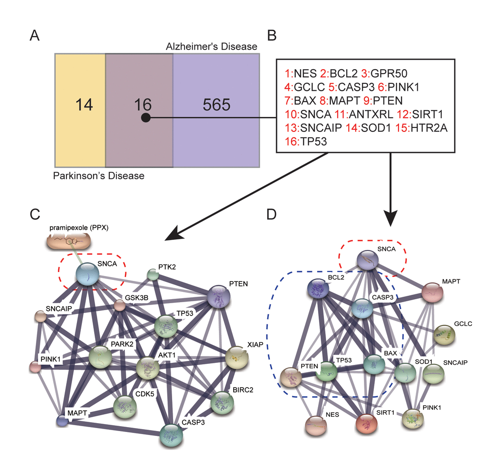 Genes related to the mechanism of PPX treatment of PD. (A) Number of genes that are concerned solely with PD or AD and with both diseases selected from DiGSeE. (B) 16 genes were related to both PD and AD. (C) SNCA was directly downregulated by PPX according to STITCH. (D) The protein-protein interactions (PPI) of apoptotic-related genes with SNCA.