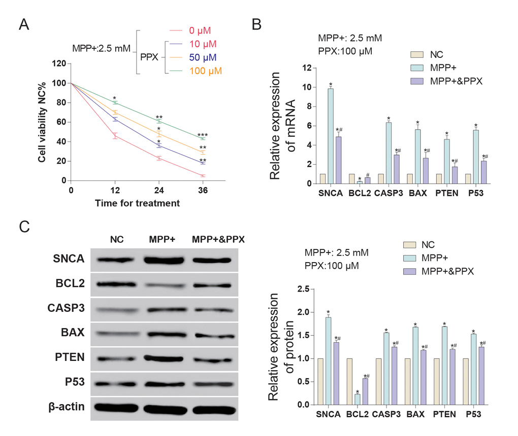 The expression of SNCA and apoptotic-related genes in MMP+ treated SH-SY5Y cells with or without PPX treatment. (A) Cell viability of MMP+ treated SH-SY5Y cells increased with the increase of PPX concentration. *P #P B) The relative mRNA expression detected by qRT-PCR of SNCA and apoptosis-related genes (BCL2, CASP3, BAX, PTEN and P53). PPX treatment partly offset the influence of MMP+ on the expression of these mRNAs. *P #P C) The protein expression of SNCA and apoptosis-related genes (BCL2, CASP3, BAX, PTEN and P53) detected by western blot. PPX treatment partly offset the influence of MMP+ on the expression of these proteins. *P #P 