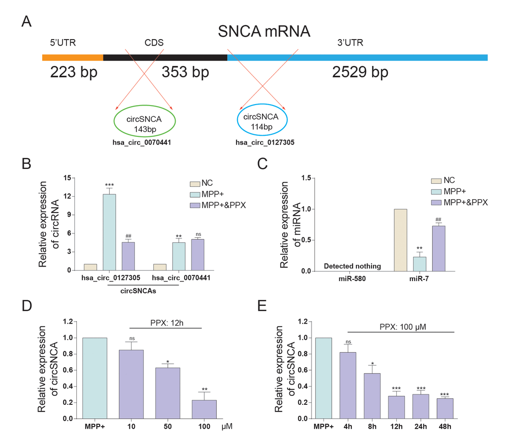 The expression of circSNCA and miRNA after PPC treatment. (A) SNCA mRNA has two corresponding circRNAs, respectively matured from CDS and 3’-UTR. (B) The relative expression of hsa