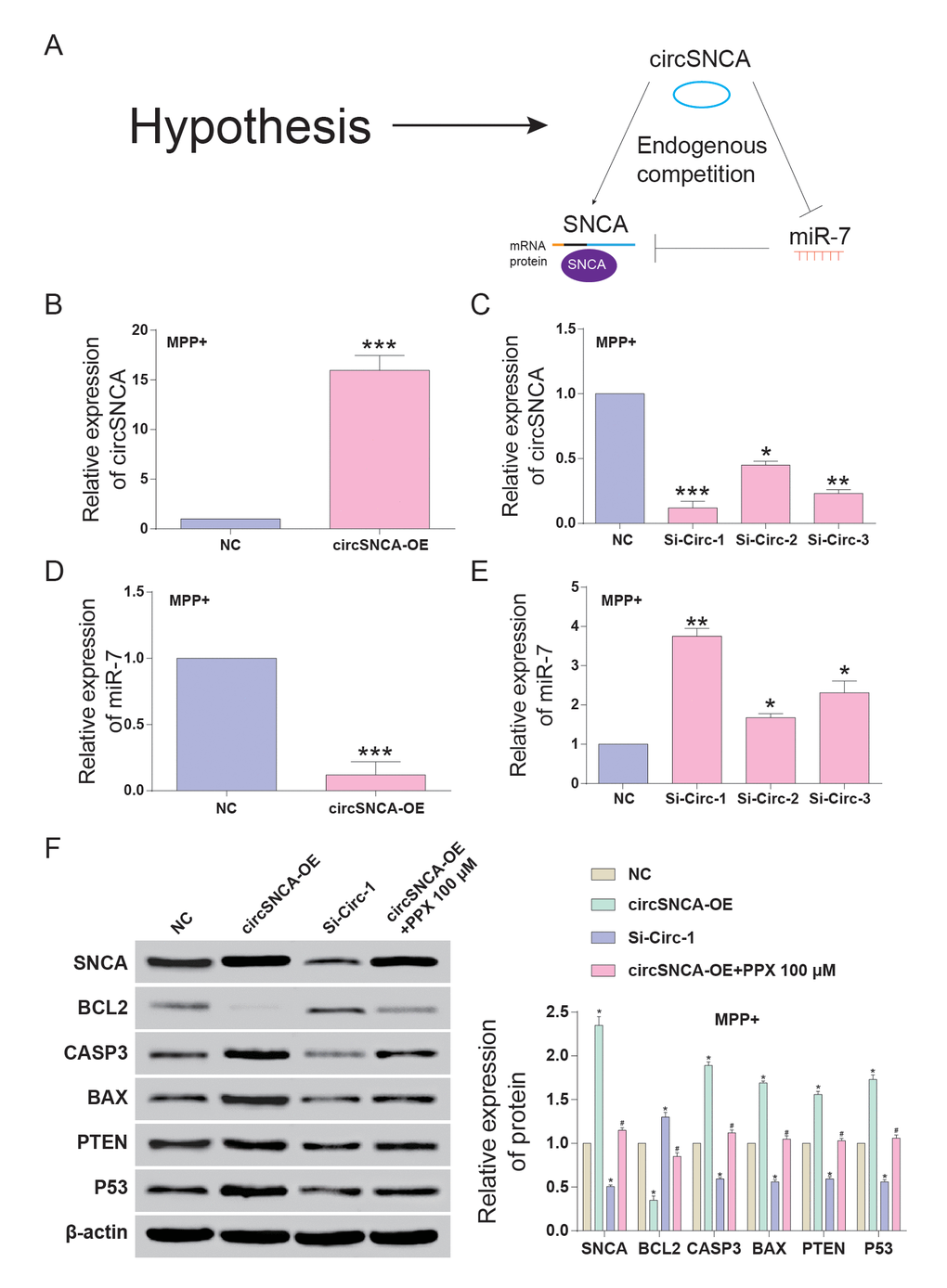 CircSNCA increased SNCA expression by downregulating miR-7 and influenced the expression of apoptosis-related genes. (A) Endogenous competition between circSNCA and SNCA mRNA for miR-7 binding. (B) The relative expression of circSNCA detected by qRT-PCR increased after overexpression (circSNCA-OE) in the MPP+ group. *P C) The relative expression of circSNCA detected by qRT-PCR decreased after circSNCA knockdown in the MPP+ group. *P D) The relative expression of miR-7 detected by qRT-PCR decreased after circSNCA overexpression in the MPP+ group. *P E) The relative expression of miR-7 detected by qRT-PCR increased after circSNCA knockdown in the MPP+ group. *P F) The protein expression of SNCA and pro-apoptotic genes (CASP3, BAX, PTEN and P53) detected by western blot increased in the circSNCA overexpression group, decreased in the circSNCA knockdown group, while that of the anti-apoptotic gene (BCL2) showed the opposite tendency. *P #P 