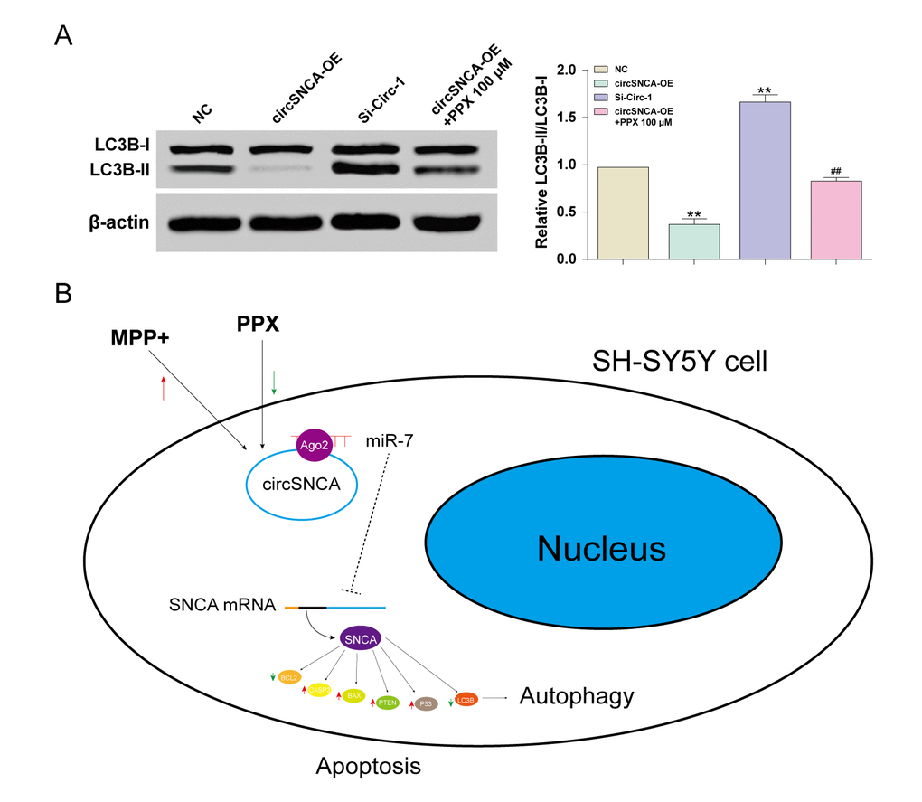 CircSNCA influenced the expression of autophagy-related proteins. (A) The expression of autophagy-related protein, LC3B-II, detected by western blot decreased in the circSNCA overexpression group, and increased in the circSNCA knockdown group, while that of LC3B-I showed little difference. *P #P B) PPX mediated apoptosis and autophagy of MPP+ treated SH-SY5Y cells by regulating circSNCA, which targeted miR-7.