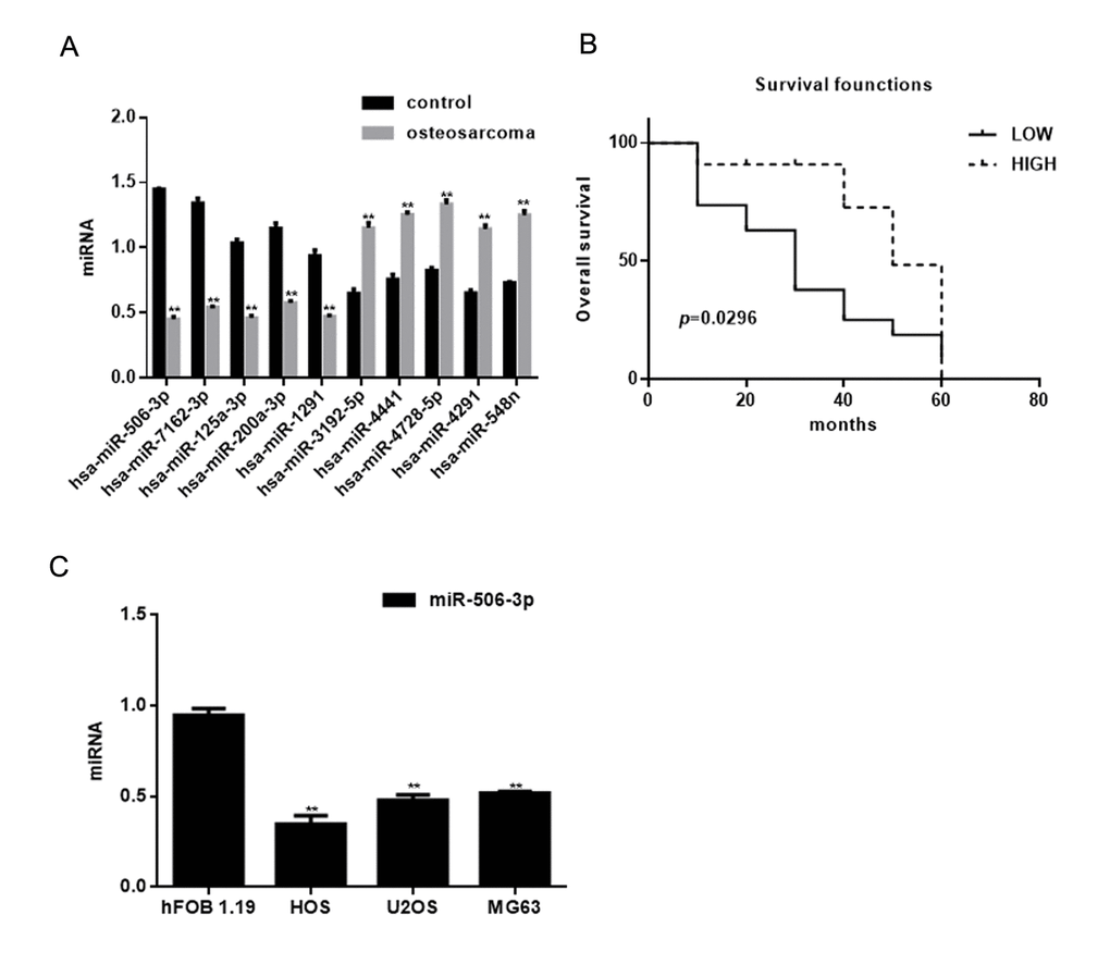 Identification of miRNAs differentially expressed in osteosarcoma. (A) Expression of miRNAs in osteosarcoma tissues and adjacent normal tissues detected using real time PCR. ** PB) Relationship between miR-506-3p and survival in osteosarcoma patients. (C) Expression of miR-506-3p in hFOB 1.19, HOS, U2OS, and MG63 cells detected using real time PCR. ** P