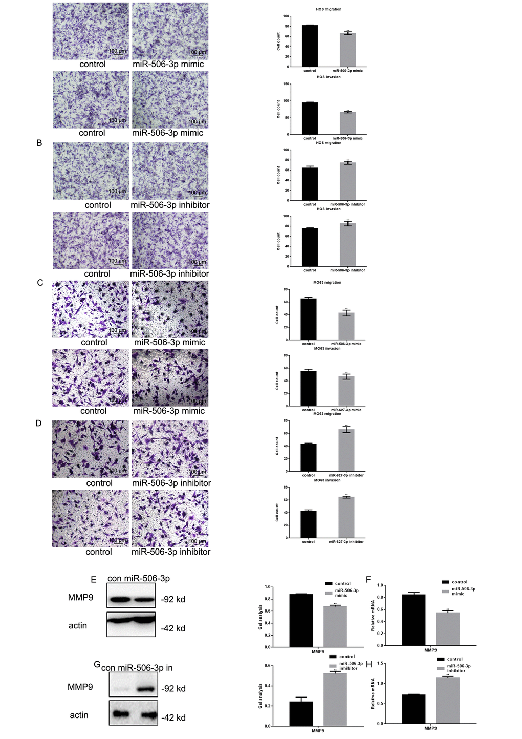 MiR-506-3p inhibited metastasis of osteosarcoma cells. (A-D) Transwell assays with and without Matrigel showing the effect of miR-506-3p expression/repression on the migration and invasiveness of HOS and MG63 cells. Cells were counted and results are the mean ± SD of three experiments. ** PE-H) Western blot and real-time PCR analysis of MMP2 expression in osteosarcoma cells transfected with miR-506-3p mimic/inhibitor. Data are shown as the mean ± SEM. ** P