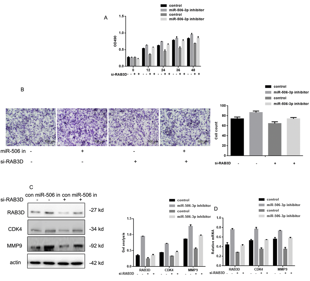 Effects of miR-506-3p and RAB3D siRNAs on HOS cell proliferation and metastasis. (A) MTT assays showing the effects of miR-506-3p and RAB3D siRNAs on cell proliferation. Data are shown as the mean ± SEM. (B) Transwell assays showing the effects of miR-506-3p and RAB3D siRNAs on cell invasiveness. Cells were counted and results represent the mean ± SD of three experiments. (C, D) Western blot and real-time PCR analyses showing the effects of miR-506-3p and RAB3D siRNAs on RAB3D, CDK4 and MMP2 were detected by. Data are shown as mean ± SEM.