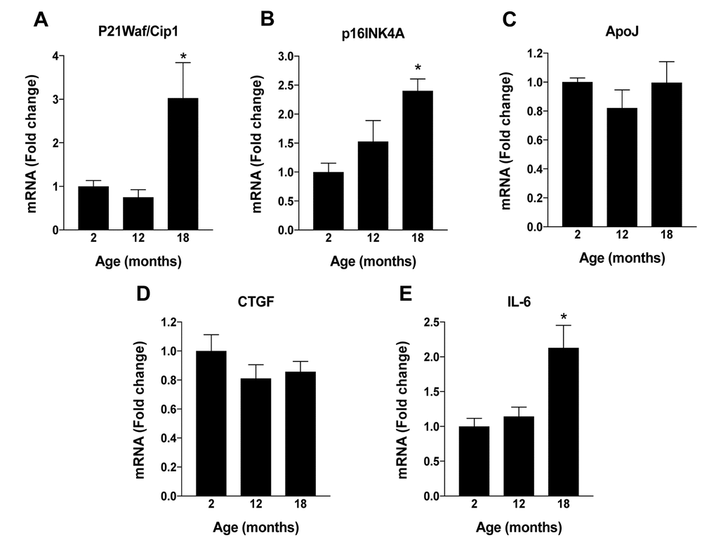 Changes in RPE NAD+ metabolism with aging in mice. RPE/eye cup was dissected from 2, 12 and 18 months old male C57BL/6J mice to evaluate changes in NAD+ metabolism. (A) NAD+ content was measured using a commercially available kit. (B) Overview of NAD synthesis pathways in mammals. (C-E) Changes in mRNA expression of enzymes regulating NAD+ synthesis were performed by qPCR. (F) Changes in SIRT-1 protein levels were measured by western blotting. Data is presented as mean ± S.E.M for n=5. A representative western blot image from three replicates is shown. mRNA expression of genes were normalized to 18s expression. *p
