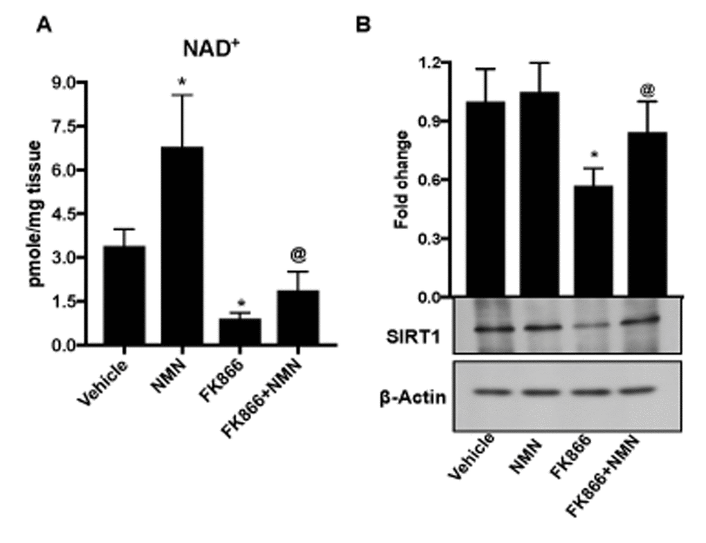 In vivo administration of nicotinamide mononucleotide (NMN) prevents FK866-induced NAD+ depletion and RPE senescence. Male C57BL/6J mice were injected sub-retinally with 10 μM FK866 (right eye) at day 0 and day 7 and sacrificed on day 15 (7 days after the last dose). RPE/eye cup was then collected for further analysis. Simultaneously, a group of mice were treated with 150 mg/kg NMN (i.p.) for 14 days. Left eye was injected with PBS to use as controls. (A) NAD+ content and (B) SIRT-1 expression was evaluated by NAD assay and western blotting respectively. A representative western blot image from three replicates is shown. Data are presented as mean ± S.E.M for n=5. *p