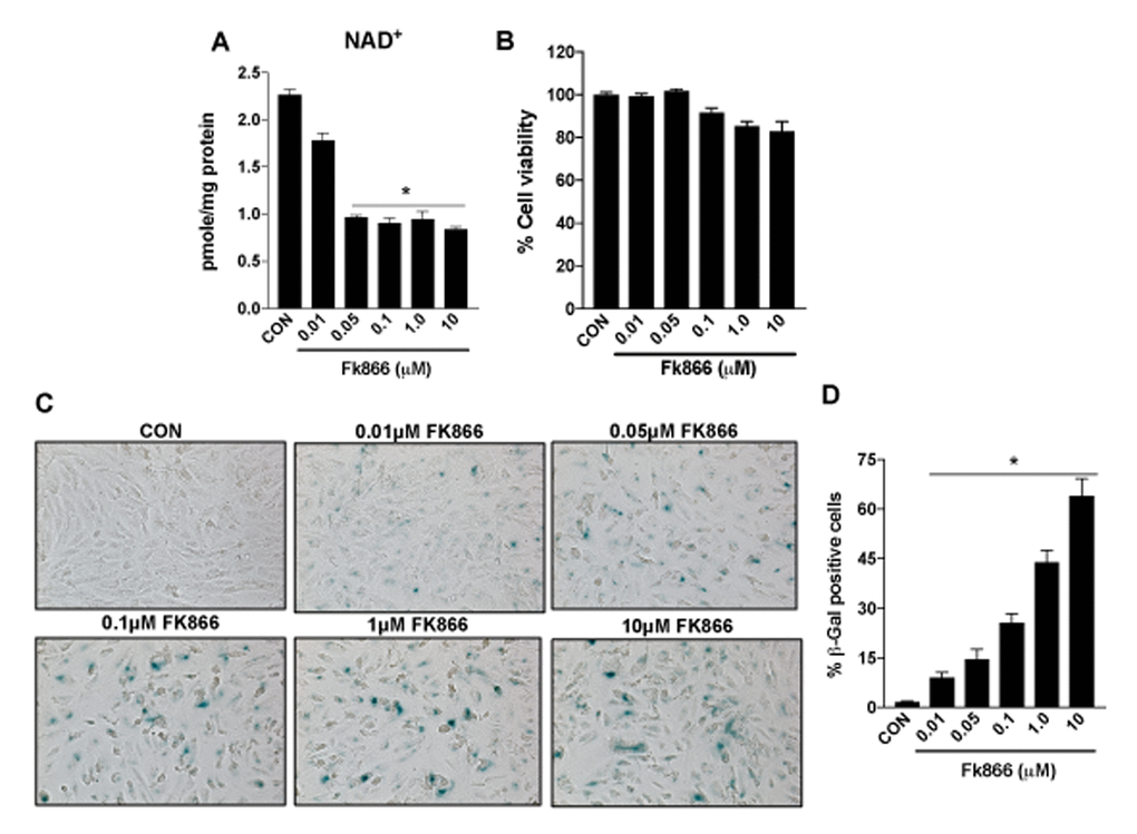 Inhibition of NAMPT activity in human retinal pigment epithelial cells decreases NAD+ levels to induce senescence. Human retinal pigment epithelial cells (ARPE-19) were treated with different doses (0.01-10μM) of a selective NAMPT activity blocker, FK866. Dose-dependent changes in (A) NAD+ content (B) cell viability and (C-D) senescence of FK866 treated human RPE cells were evaluated. Data are presented as mean ± S.E.M for n=3 independent experiments. *p