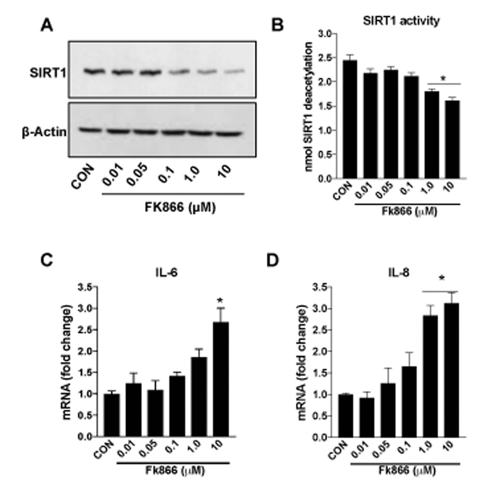 FK866 decreases SIRT-1 expression/activity and increases inflammation in human retinal pigment epithelial cells. Human retinal pigment epithelial cells (ARPE-19) were treated with different doses (0.01-10μM) of FK866 and (A) expression and (B) activity of SIRT1 was evaluated by western blotting and commercially available SIRT1 assay kit respectively. (C-D) Changes in inflammatory markers (IL-6 and IL-8) were evaluated by qPCR. A representative western blot image from three replicates is shown. mRNA expression of genes were normalized to 18s expression. Data are presented as mean ± S.E.M for n=3 independent experiments. *p