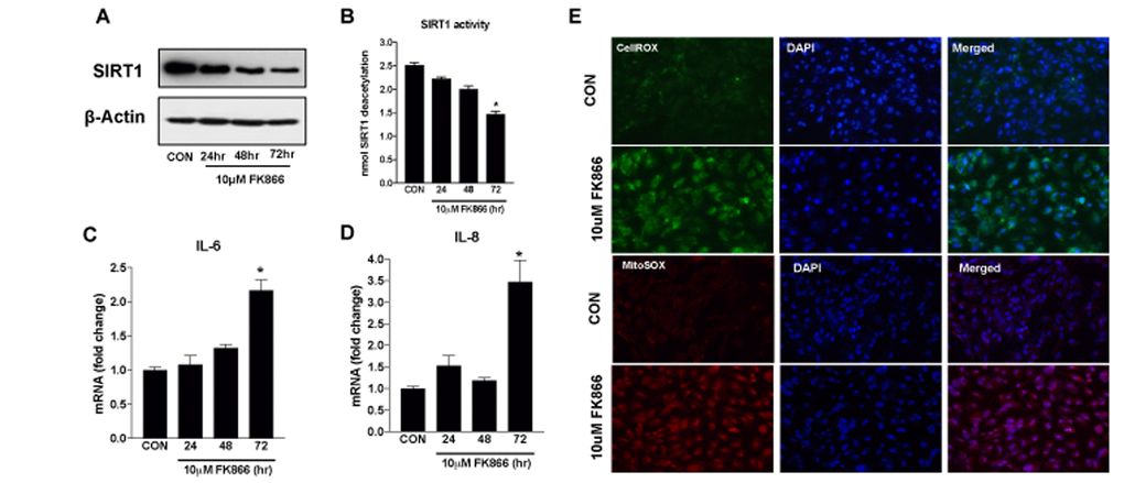 Time-dependent changes in SIRT-1 expression/activity and inflammatory markers in human retinal pigment epithelial cells treated with FK866. Human retinal pigment epithelial cells (ARPE-19) were treated with 10μM FK866 for 24, 48 and 72 hr. and (A) expression and (B) activity of SIRT-1 was evaluated by western blotting, and commercially available SIRT-1 assay kit respectively. (C-D) Changes in inflammatory markers (IL-6 and IL-8) were evaluated by qPCR. (E) Representative images of CellROX and MitoSOX stained 10μM FK866 treated (72 hr.) A representative western blot image from three replicates is shown. mRNA expression of genes were normalized to 18s expression. Data are presented as mean ± S.E.M for n=3 independent experiments. *p