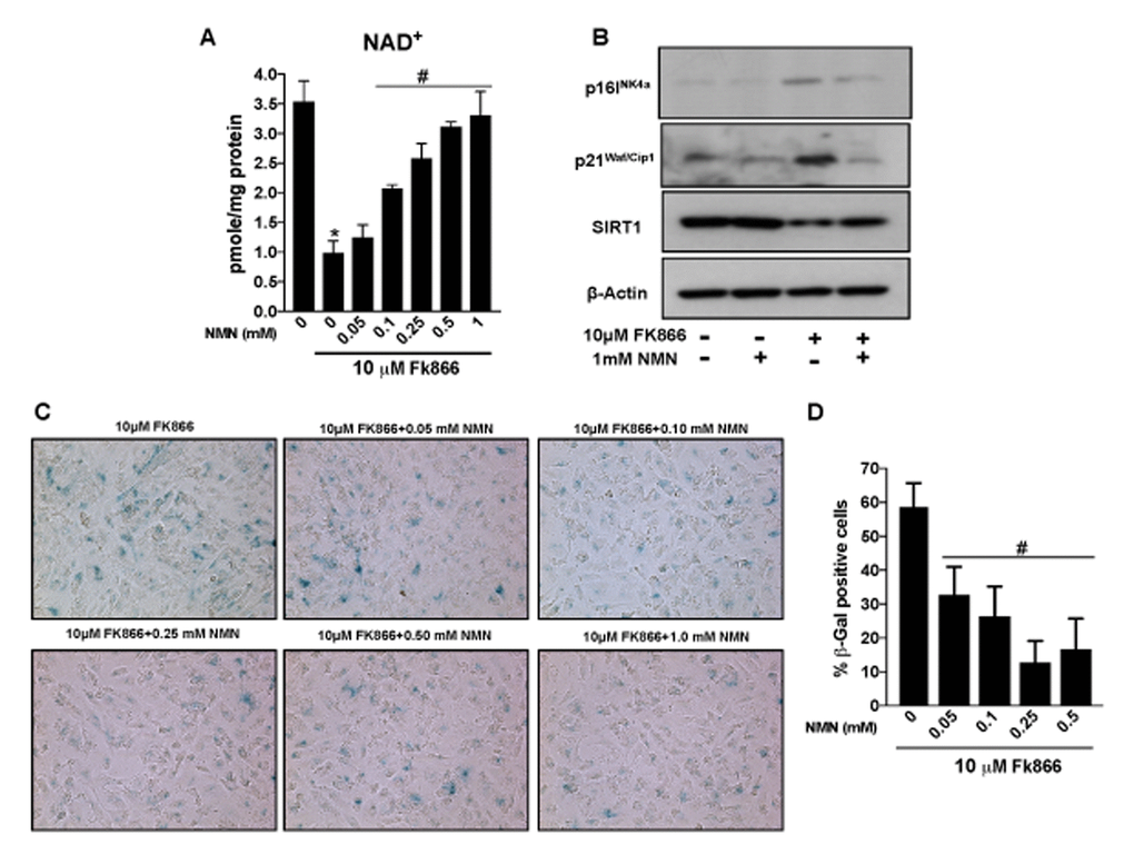 Nicotinamide mononucleotide (NMN)treatment preserves NAD+ and prevents senescence in human retinal pigment epithelial cells. Human retinal pigment epithelial cells (ARPE-19) were treated with 10μM FK866 alone or in combination with different doses of NMN (0.05-1 mM) for 72 hr. (A) NAD+ content was measured using a NAD assay kit. (B) Changes in expression of SIRT1, p16INK4a and p21Waf/Cip1 proteins levels were evaluated by western blotting. (C-D) RPE senescence was evaluated by β-galactosidase staining. A representative western blot image from three replicates is shown. Data are presented as mean ± S.E.M for n=3 independent experiments. *p