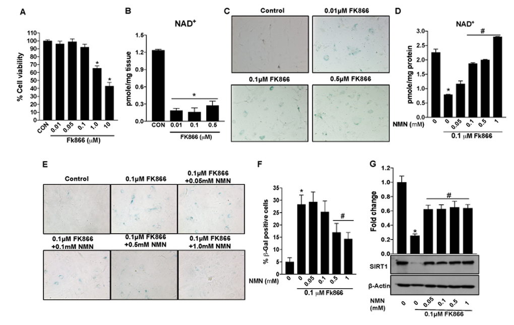 Nicotinamide mononucleotide (NMN)treatment preserves NAD+ and prevents senescence in mouse retinal pigment epithelial cells. Primary RPE cells were isolated from 17 days old mouse pups and cultured as described in materials and methods. Mouse primary RPE cells were treated with different doses of FK866 for 5 days to evaluate changes in cell viability, NAD+ content, senescence and SIRT1 expression. (A) Cell viability was evaluated by MTT assay. (B and D) NAD+ content was measured using a NAD assay kit. (C, E and F) RPE senescence were evaluated by and β-galactosidase staining. (G) Changes in expression of SIRT-1 protein levels were evaluated by western blotting. A representative western blot image from three replicates is shown. Data are presented as mean ± S.E.M for n=3 independent experiments. *p