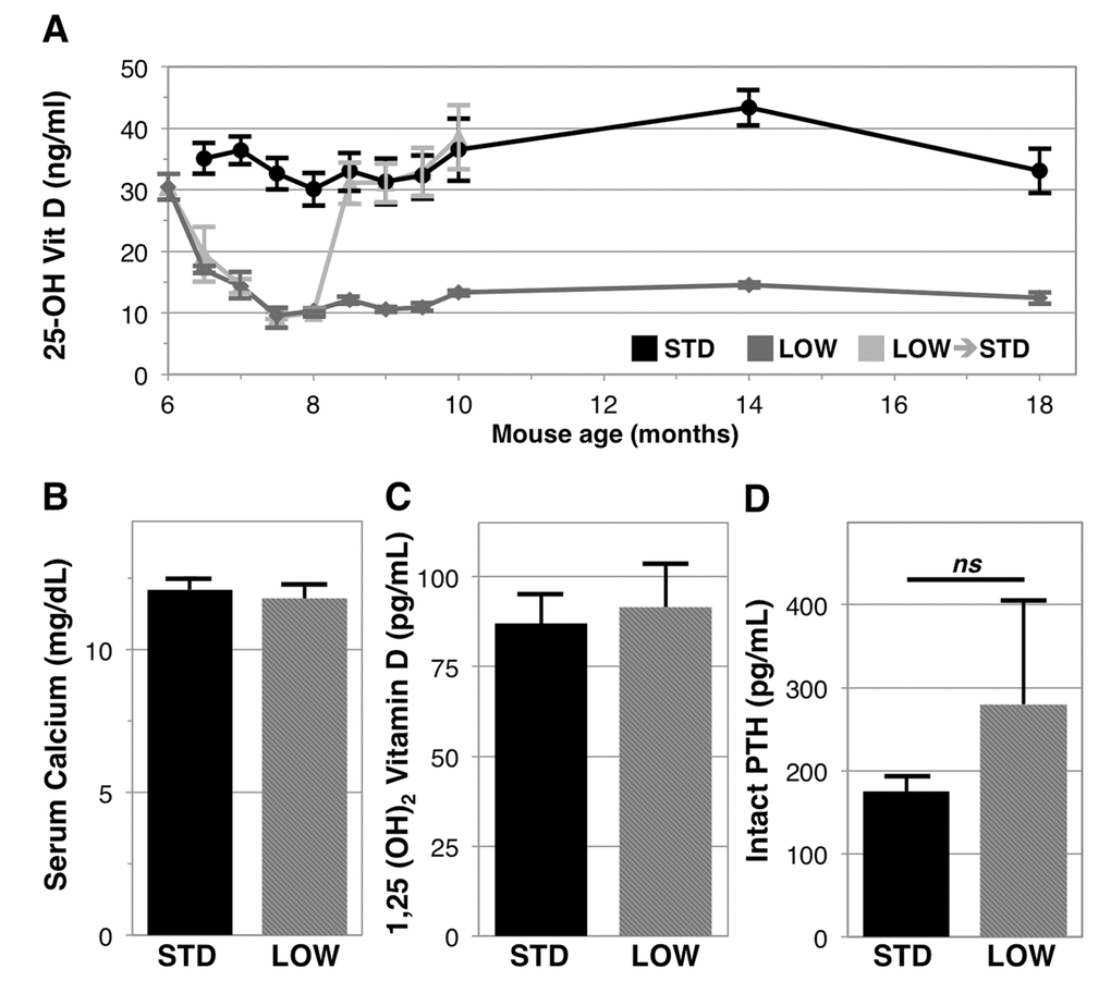 Longitudinal analysis of 25-OH vitamin D in mice given differential vitamin D3 supplementation. Six-month-old C57BL/6J male mice were given 1000 IU vitamin D3/kg chow (STD, black line, n=6), 125 IU (LOW, dark gray line, n=6), or were changed from 125 IU to 1000 IU after 2 months (light gray line, n=8) (A). After 12 months serum calcium (B), 1,25 (OH)2 vitamin D (C), and intact PTH (D), were assessed in STD and LOW mice using calorimetric assays or ELISA. Intact PTH was not significantly different (ns, p=0.10).