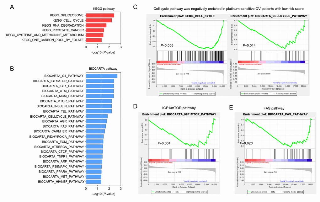 GSEA delineates biological pathways associated with risk score in the validation group. Significantly enriched KEGG pathways (A) and BIOCARTA pathways (B) of the co-expressed genes with three oxidative stress-related genes. GSEA validated downregulated activity of (C) cell cycle, (D) IGF1/mTOR and (E) Fas pathways in low risk score group.