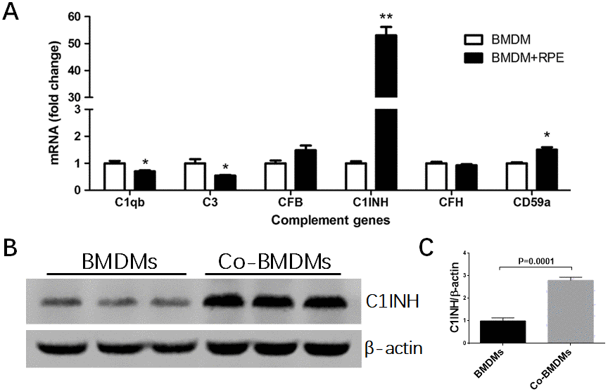 The effects of normal RPE cell on BMDM complement expression. BMDMs from C57BL/6J mice were co-cultured with primary mouse RPE cells for 7h (A) or 24h (B). Macrophages were then isolated by CD11b+ MACS kit and processed for real-time RT-PCR analysis of complement genes (A) and western blot analysis of C1INH protein expression (B). Fold change of C1INH protein expression by BMDMs after co-culture was analyzed by ImageJ (C). Mean ± SEM, n =3; *, P
