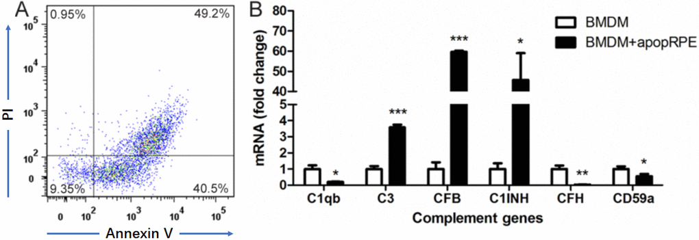 The effects of apoptotic RPE cell on BMDM complement gene expression. Primary mouse RPE cells were treated with H2O2 in serum-free DMEM overnight. Apoptotic RPE cells were confirmed by Propidium iodide (PI) and Annexin V staining (A). The apoptotic RPE cells were then incubated with naïve BMDMs for 7h. Macrophages were isolated and processed for real-time RT-PCR analysis of complement genes (B). Mean ± SEM, n =3; *, P