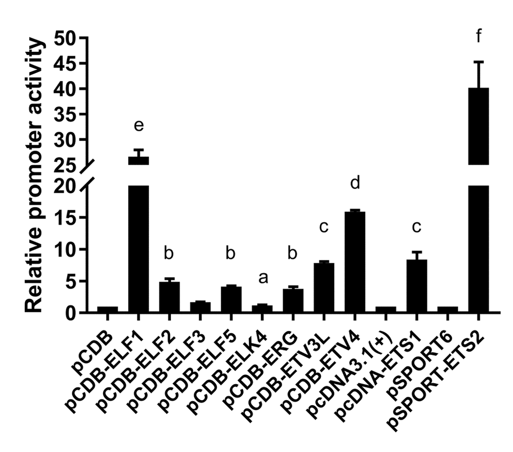 Regulation of the basic LAIR-1 promoter activity by ETS transcription factors. Expression vector of ELF-1 (pCDB-ELF1), ELF-2 (pCDB-ELF2), ELF-3 (pCDB-ELF3), ELF-5 (pCDB-ELF5), ELK-4 (pCDB-ELK4), ERG (pCDB-ERG), ETV-3L (pCDB-ETV3L), ETV-4 (pCDB-ETV4), ETS-1 (pcDNA-ETS1) or ETS-2 (pSPORT-ETS2) was co-transfected with pGL-lair1-p6 (-256/-8), into HEK297T cells. Luciferase activities were measured at 48 h after transfection. The bars represent the mean ± standard deviation of three independent transfection experiments (a, b, c, d, e, and f indicate significant differences in groups identified with 1-way ANOVA, p