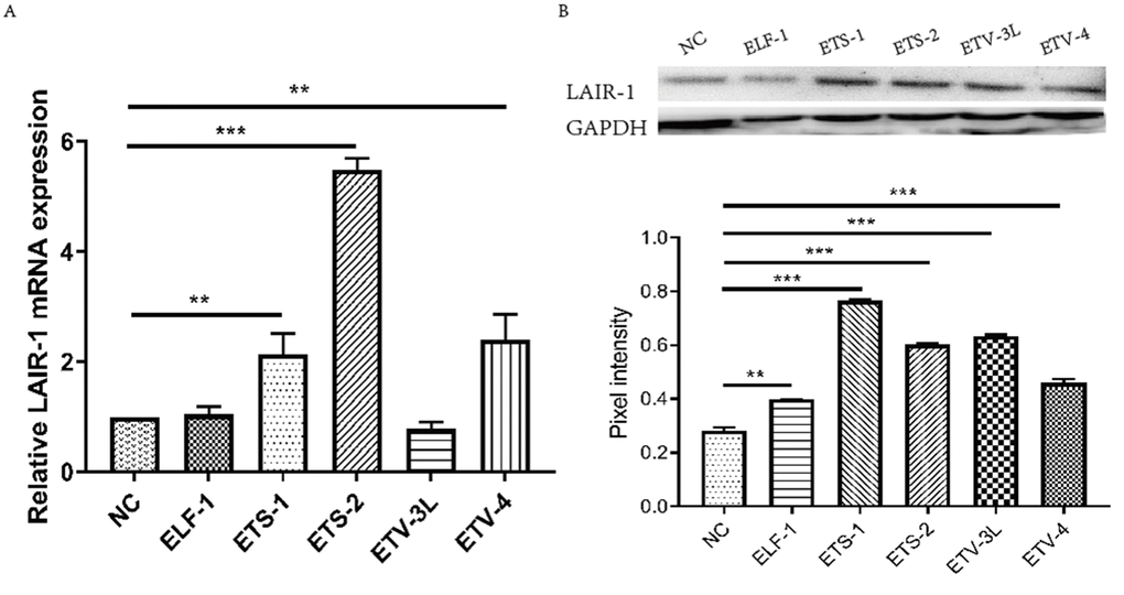 Effect of ELF-1, ETV-4, ETV-3L, ETS-1 and ETS-2 on LAIR-1 gene expression in HO8910 cells. HO8910 cells were transfected with pGL-lair1-p6 (-256/-8) and expression vector of ELF-1 (pCDB-ELF1), ETV-3L (pCDB-ETV3L), ETV-4 (pCDB-ETV4), ETS-1 (pcDNA-ETS1) or ETS-2 (pSPORT-ETS2). At 48 h post-transfection, cells were harvested. (A) Total RNA was used to detect the LAIR-1 mRNA level through qRT-PCR. The relative mRNA level was obtained after comparison with the empty vector, which was set to 1. (B) LAIR-1 protein expression was analyzed by Western blotting. The experiments were repeated at least thrice, and the data from one representative experiment with two technical repeats were presented (**, p 