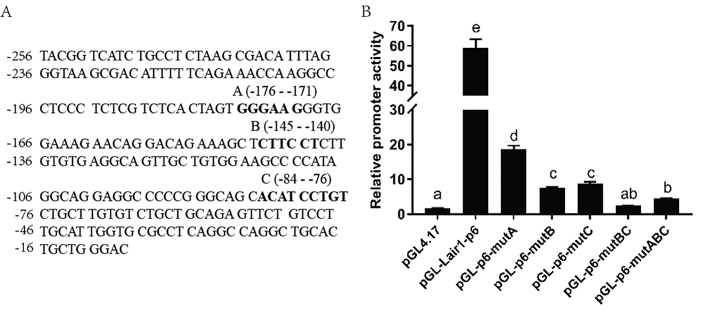 Effect of ETS-2 on the pGL-lair1-p6 (-256/-8) and ETS binding site mutant constructs. (A) DNA sequence of the LAIR-1 gene basic promoter (-256 to -8 relatives to the translational start site); The ETS binding sites A, B and C predicted by corresponding software are shown with bold-type letter. (B) Putative ETS binding site (A, B and C) deletion mutagenesis was carried out in the construct pGL-lair1-p6 (-256/-8). Expression vector of ETS-2 (pSPORT-ETS2) was co-transfected with the pGL-lair1-p6 (-256/-8) or other diﬀerent mutant constructs, into HEK293T cells. Luciferase activities were measured at 48 h after transfection. The bars present the mean ± standard deviation of three independent transfection experiments (a, b, c, d, and e indicate significant differences in groups identified with 1-way ANOVA, p