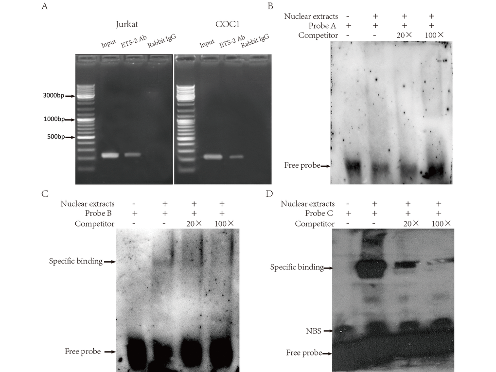 Binding of ETS-2 to the human LAIR-1 gene basic promoter. (A) CHIP assays. Chromatins from Jurkat (Left) and COC1 cells (Right) were prepared. Shown are the PCR products from: Lane 1, Chromatin before immunoprecipitation (input chromatin); Lane 2, Chromatin incubated with rabbit anti-ETS-2 antibodies; Lane 3, Chromatin incubated with negative control (normal rabbit IgG). (B, C and D) Electrophoretic mobility shift assays (EMSA). Nuclear extracts from Hela cells were subjected to EMSA. The use of biotin-labeled oligonucleotide probes A, B and C carrying the ETS binding site A, B and C, respectively, allowed assessment of the specificity of the protein-DNA binding. Competitors were unlabeled oligonucleotide probes, supplied at 20-fold and 100-fold concentrations. Specific binding: protein-DNA complexes of proteins and the probes. NSB: nonspecific binding. Free probe: free biotin-labeled oligonucleotide probes that did not bind to the proteins. The experiments were repeated at least three times.