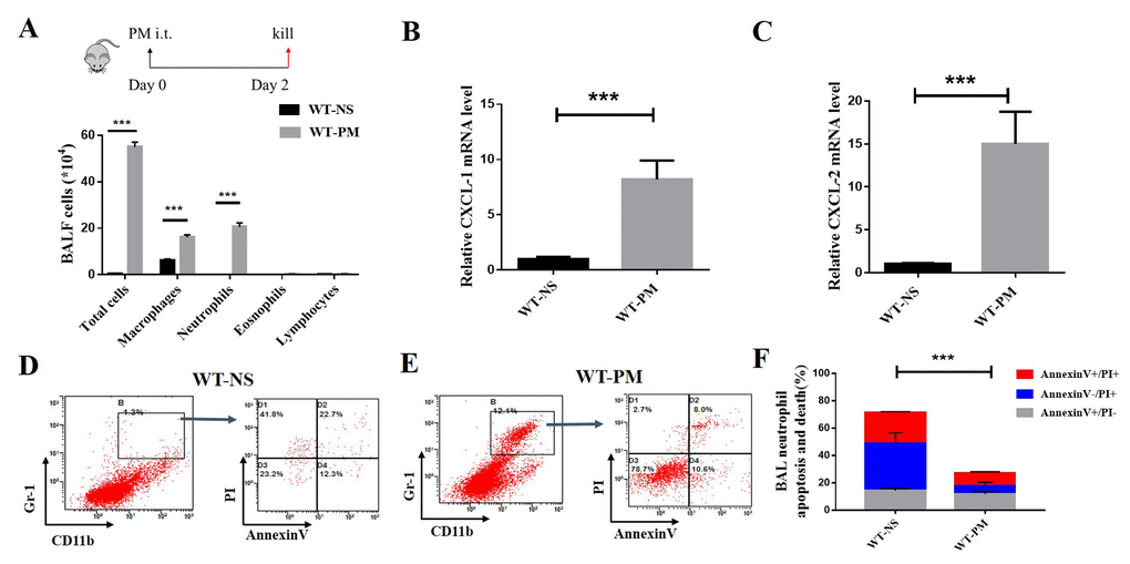 PM-induced lung inflammation is dominated by neutrophil accumulation, and PM reduced the apoptosis of neutrophils in BALF. We established a PM-induced lung inflammation model with instillation of PM at 100 μg/d/mouse for 2 days in WT mice (n=5 to 7 per group). PM increased the total number of macrophages, neutrophils, eosinophils, and lymphocytes in BALF. (A) Inflammatory cytokines such as the mouse chemokine (C-X-C motif) ligand 1 (CXCL-1) and CXCL-2 were significantly increased in WT-PM mice (B and C). Apoptosis in neutrophils were determined by Annexin V and PI staining based on the gating of Gr-1+/CD11b+ by flow cytometry. PM decreased the apoptosis of neutrophils in BALF cells (D-F).