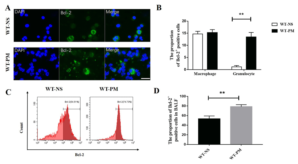 PM increased the expression of Bcl-2 in BALF inflammatory cells. We counted the Bcl-2 positive cells in BALF cells by immunofluorescence assays between WT-NS mice and WT-PM mice (scale bar=20 μm). Cells with segmented nucleus were considered as granulocytes. Data are mean/SEM from 5 to 7 independent experiments, n>200 (A and B). BALF cells were isolated from WT-PM mice, and intracellular Bcl-2 expression was assessed by flow cytometry. The percentage of Bcl-2-positive cells is higher than WT-NS in BALF (C and D).