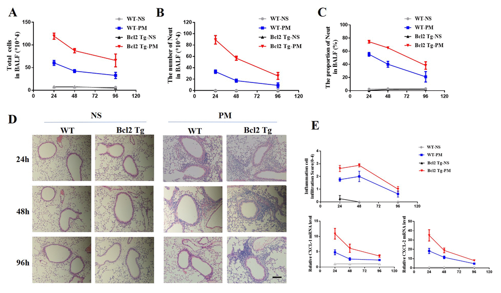 Delayed resolution of PM-induced lung inflammation in vav-Bcl-2 transgenic mice. To further examine the role of Bcl-2 in regulation of lung inflammation in vivo, vav-Bcl-2 transgenic mice (Bcl-2 overexpressing mice) were instilled with PM at 100 μg/d/mouse for 2 days (n=5 to 7 per group). This resulted in marked accumulation of total inflammatory cells and neutrophils in the bronchoalveolar lavage fluid (BALF). Both of these were significantly increased in the vav-Bcl-2 transgenic mice (A-C) after 24 h, 48 h, and 96 h instillation of PM. Histochemical staining (HE) identified inflammatory cell recruitment (scale bar=100 μm). Elevated levels of inflammatory cells were recruited in bcl-2 overexpressed mice. There was delayed resolution of inflammation in bcl-2 overexpressing mice (D and E). The expression of CXCL-1 and CXCL-2 were also analyzed at 24, 48 and 96 h after instillation with PM solution (E).