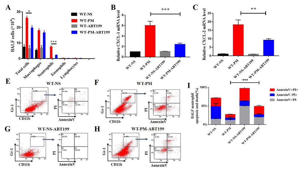 ABT-199 alleviates PM-induced lung inflammation. After instillation of ABT-199 in the PM inflammatory model, the total BALF cells and the number of neutrophils were significantly decreased (n=5 to 7 per group) (A). After instillation of PM, ABT-199 also decreased the expression of CXCL-1, CXCL-2 in lung tissue (B and C). Apoptosis levels were determined by Annexin V and PI staining based on gating of Gr-1+/CD11b+ by flow cytometry. ABT-199 induced apoptosis of Neutrophils in BALF cells in different groups (E-I).