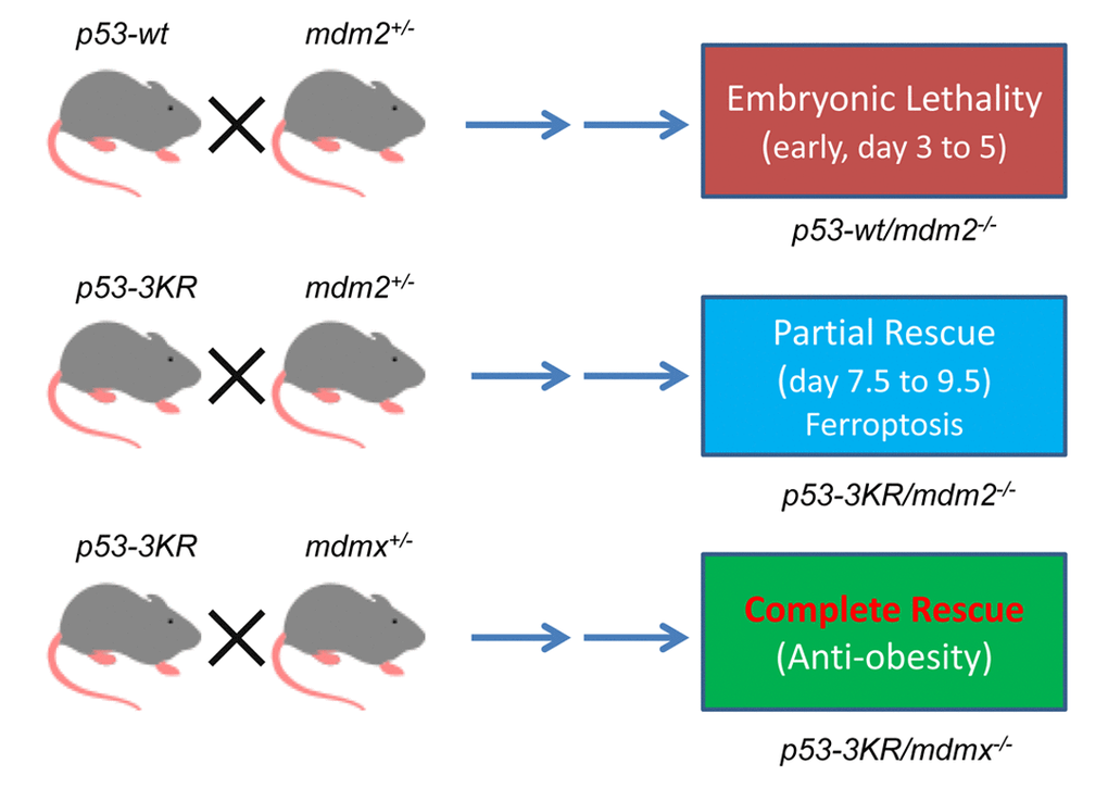 Differential effects of p53 function by inactivation of mdm2 or mdmx by using mouse models.