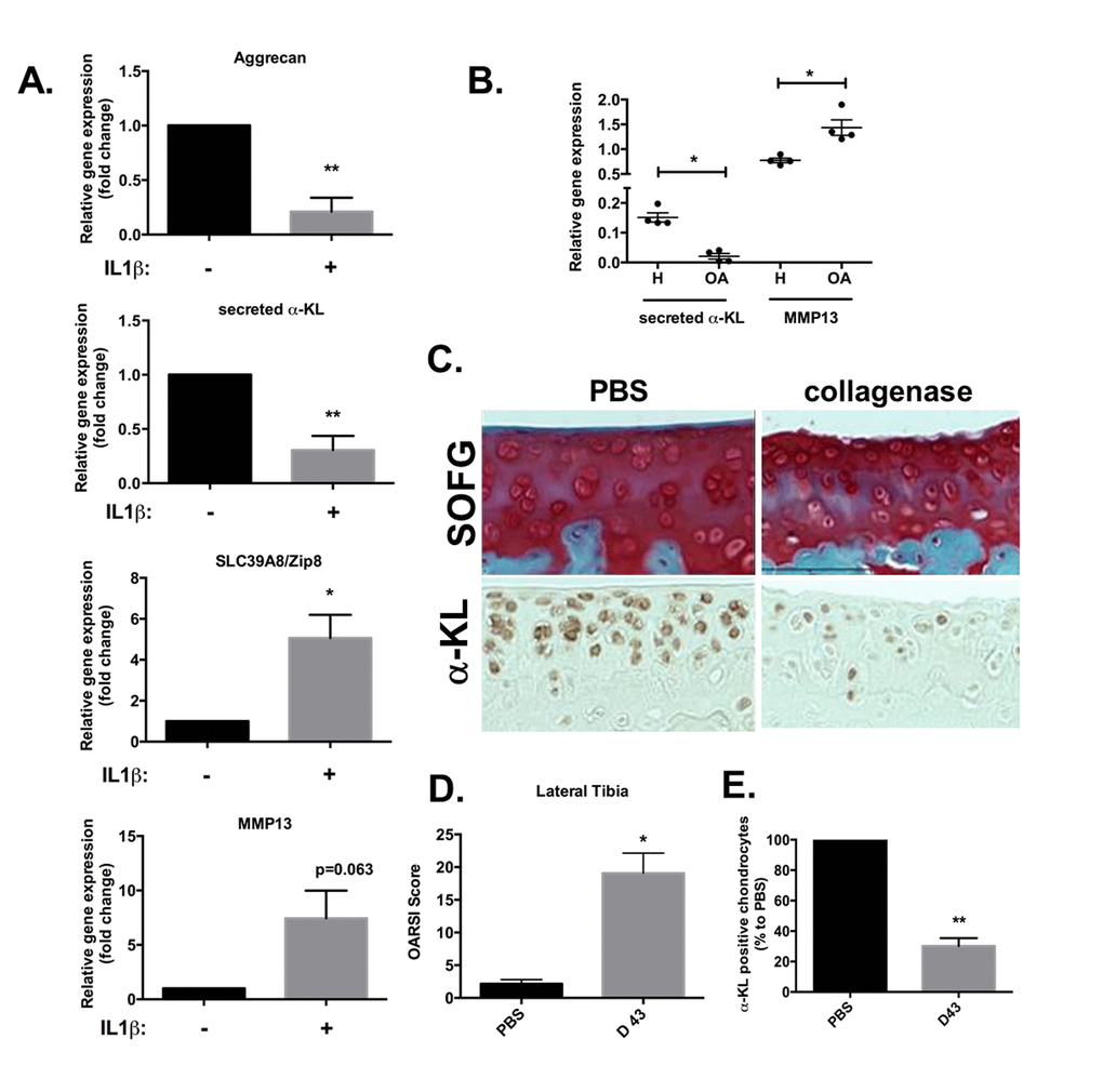 α-Klotho expression is reduced in osteoarthrosis models. (A) ACAN, secreted α-KL, SLC39A8 and MMP13 mRNA expression analysis by RT-qPCR of human chondrocytes incubated or not with IL-1β for 10 days. (B) Secreted α-KL and MMP13 expression levels in human OA (n=4) versus healthy cartilage (n=4). (C) α-Klotho expression by immunostaining (bottom panel) in joint knee cartilage at day 43 after intra-articular injection of PBS (n=5 mice) or collagenase (contralateral knee). Top panels show Safranin-O Fast-Green (SOFG) staining of the same joints. (C) OARSI scoring of cartilage degradation and (D) quantification of α-Klotho-positive chondrocytes in joints at day 43 after intra-articular injection of PBS or collagenase. Data are represented as mean -/+ SEM. *=p