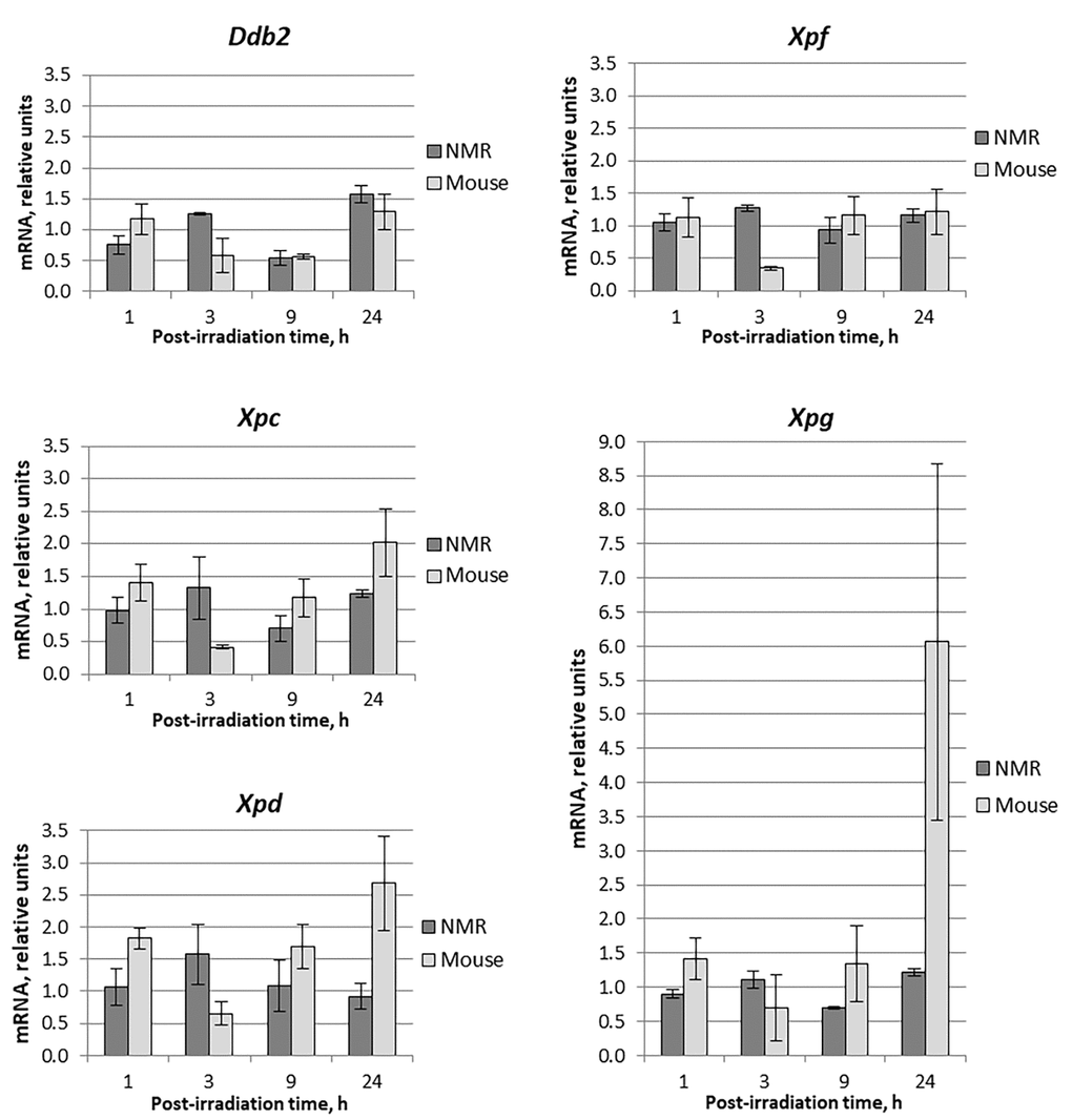 Time dependent levels of mRNA encoding NER proteins in NMR and mouse cells after UVC-light irradiation. Time of cells incubation after UVC-light irradiation is presented on the X-axis. For each gene, the level of its expression in UVC-light irradiated cells was normalized to that in untreated cells with Tubb2a, Tubb1, Polr1b, and Actb genes used for reference. Experiments were repeated at least three times; mean values ± SD are shown.