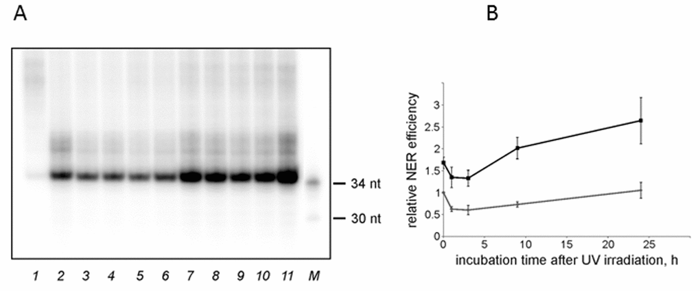 The NER excision activity of NMR and mouse cell extracts. (A) Representative phospho-image of product analysis for mouse (lanes 2-6) and NMR (lanes 7-11) cell extracts. The substrate DNA was incubated for 45 min at 30°C with cell extracts (15 nM substrate DNA, 0.3 mg/ml extract proteins). The excision products were detected by annealing to a specific template containing 5ʹ-GpGpGpGpG overhang, which was then end-labeled using α-[32P]-dCTP and Taq DNA polymerase. The reaction products were resolved on a 10% denaturing polyacrylamide gel. [32P]-5ʹ end-labelled oligonucleotides were used as length markers (lane M). nFlu-DNA without cell extract was used as a negative control (lane 1). (B) Quantification of the levels of excision products based on three independent experiments. The activity in the extract of mouse non-irradiated cells was taken as 1. The data are the mean ±SD, n=3. Grey and black lines correspond to mouse and NMR cell extracts, respectively.
