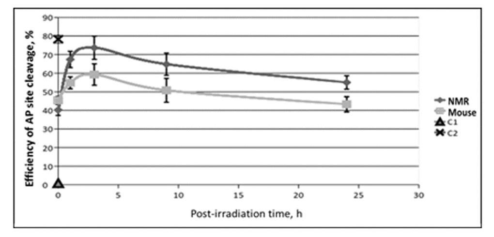 The efficiency of AP site cleavage by extracts from NMR and mouse cells with different post-irradiation time. Reaction mixtures contained 100 nM 5'-[32P] 32-mer AP DNA, 0.5 mg/ml of cell extract and buffer components. The reaction proceeded at 37ºC for 10 min and then was quenched by addition of EDTA (20 mM final) followed by stabilization of intact AP sites with NaBH4 treatment. DNA was then analyzed as described in the section ‘AP site cleavage activity of cell extracts’. C1 – incubation of AP DNA in the absence of cell extracts reflects the level of spontaneous AP site cleavage. C2 – incubation of AP DNA with 100 µM NaOH that brings about full AP site cleavage.