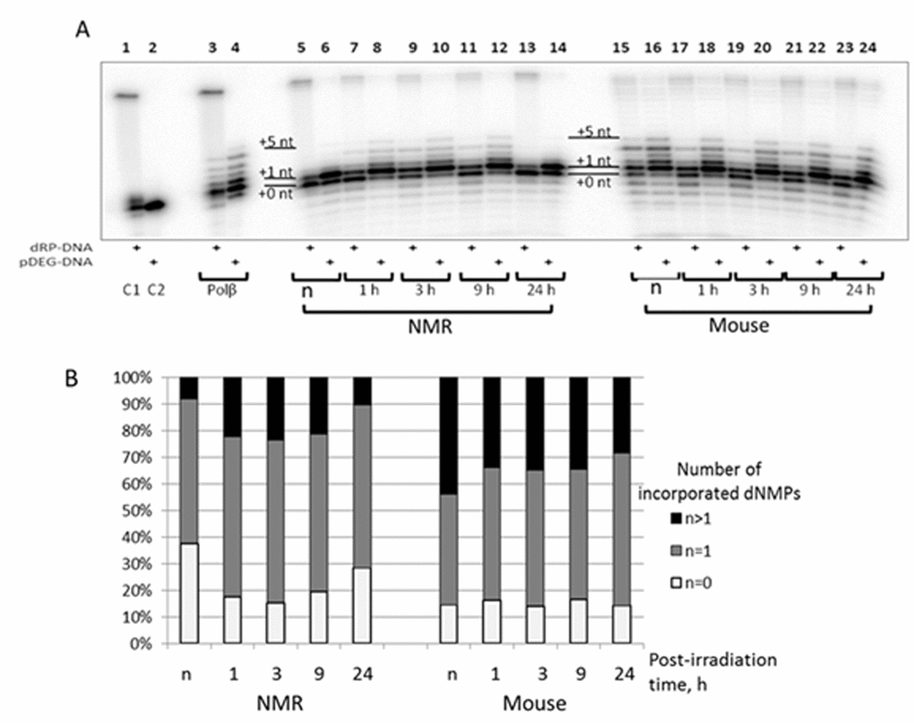 The efficiency of DNA synthesis by extracts from NMR and mouse cells with different post-irradiation time. (A) The 100 nM 5'-[32P] 32-mer DNA with 5'-dRP-nick (odd lanes) or with 5'-pDEG-nick (even lanes) were incubated with 0.1 µM Polβ (lanes 3 and 4), 0.5 mg/ml of cell extract protein of NMR (lanes 5 – 14) or mouse (lanes 15 – 24) fibroblasts and buffer components. The reaction mixtures were incubated at 37ºC for 10 min. The control probes C1 and C2 contained only substrate DNAs and buffer components. The mixtures were supplemented with loading buffer, heated at 970C for 10 min, and the products were then analyzed as described in ‘DNA polymerase activity of cell extracts’. (B) Quantification of the DNA synthesis products for 5'-pDEG-nick DNA shown in A. White parts of bars correspond to non-elongated primer, grey parts reflect the amount of primer elongated by one dNMP and black parts correspond to the products of strand-displacement DNA synthesis. ‘n’ designates non-irradiated cells.