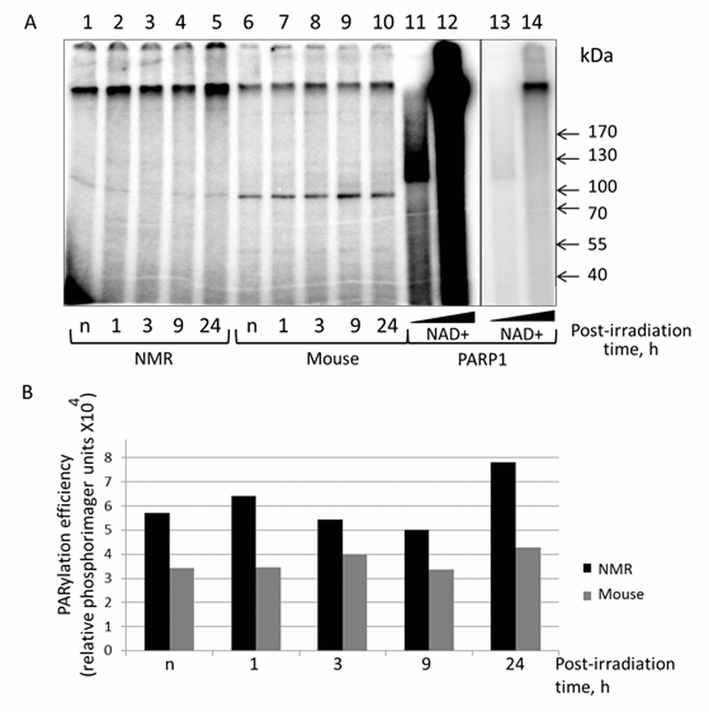 PARylation of cell extract proteins of NMR and mouse cells in presence of [32P]NAD+. (A) The activated DNA was incubated with 0.5 mg/ml of cell extracts of NMR cells (lanes 1 – 5) or mouse cell (lanes 6 – 10). The control probes (lanes 11–14) contained 70 nM PARP1 instead of cell extracts and 40 µM [32P]NAD+ (lanes 11 and 13) or 400 µM [32P]NAD+ (lanes 12 and 14). Lanes 13 and 14 correspond to lanes 11 and 12 but with low exposure. The reaction mixtures were incubated at 370C for 4 min. The mixtures were supplemented with loading buffer, heated at 970C for 10 min and then analyzed as described in the section ‘PARylation of cell extract proteins’. (B) Quantification showing the yield of PARylation products (A). Post-irradiation time is the time the cells were cultivated after irradiation before the cells were harvested for the following extract preparation. “n” designates non-irradiated cells.