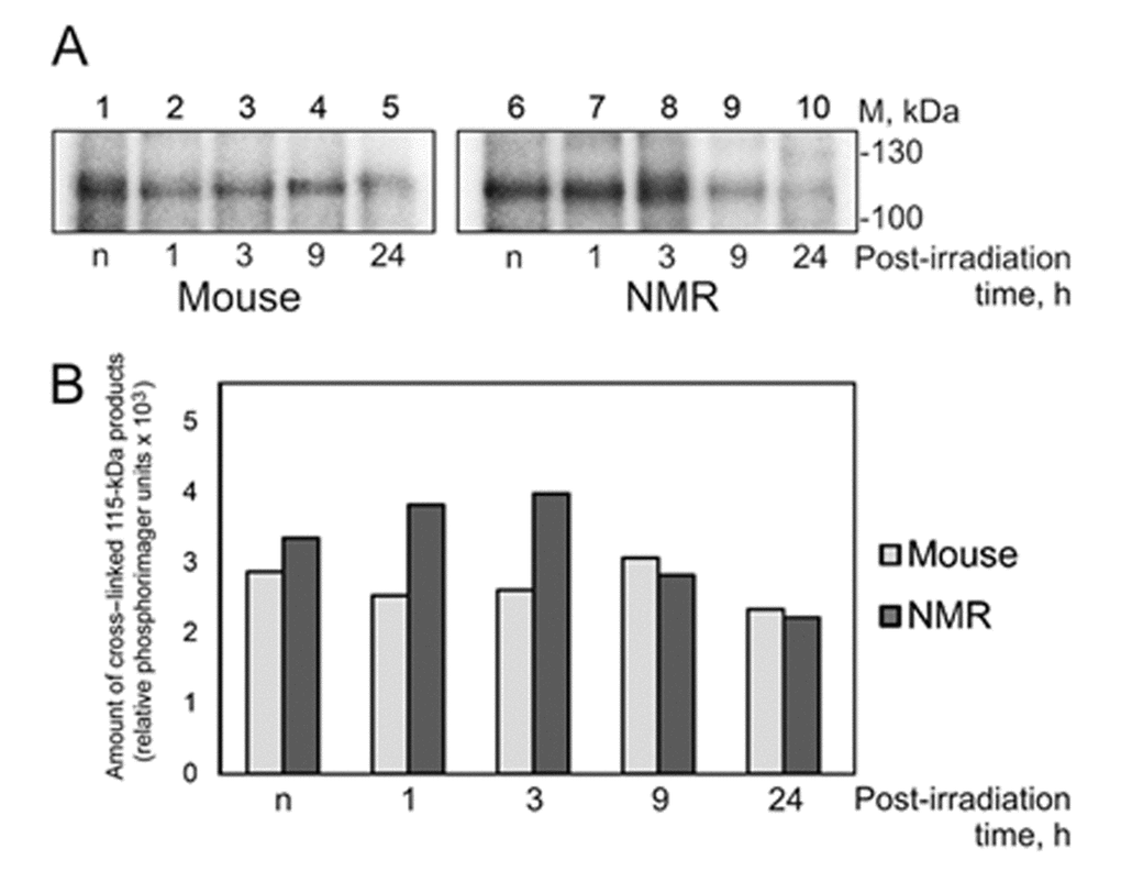 Cross-linking of NMR and mouse cell extract proteins to dCFAP-DNA. (A) The 25 nM [32P]dCFAP-DNA (54-mer) was incubated with 1.2 mg/ml of mouse (lanes 1-5) or NMR (lanes 6–10) cell extract proteins and buffer components. The mixtures were exposed to UV-light irradiation at 312 nm, 1.5 J/cm2·min for 10 min. After the UV-light induced cross-linking the reaction mixtures were treated with benzonase (0.1 unit per 1 μl of the reaction mixture for 30 min at 37ºC). Then the products were analyzed as described in ‘Photocross-linking of cell extract proteins with dCFAP-DNA’. ‘n’ denotes the extract of non-irradiated cells; 1–24 designate the extracts of cells cultivated for definite time (in hours) after UVC-irradiation. (B) Quantification showing the yield of the 115-kDa cross-linking products.