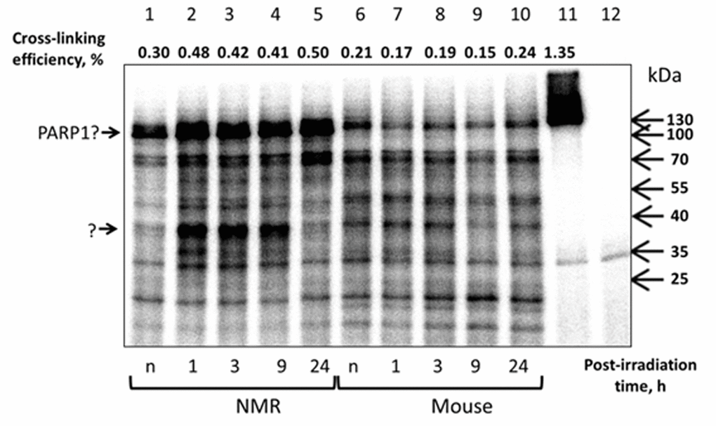 Cross-linking of NMR and mouse cell extract proteins with AP DNA. 100 nM 5'-[32P] 32-mer AP DNA was incubated with 0.5 mg/ml of NMR (lanes 1–5) or mouse (lanes 6–10) cell extract proteins. The control probes contained buffer components and AP DNA (lane 12) or buffer components, AP DNA and 70 nM human recombinant PARP1 (lane 11). Samples represented in lanes 1 and 6 correspond to the extracts of non-irradiated cells. The reaction mixtures were incubated at 37ºC for 10 min. Then the probes were treated with 20 mM NaBH4. The products were then separated and analyzed as described in the section ‘Cross-linking of cell extract proteins with AP DNA’. The intensity of the 120-kDa product estimated as a part of cross-linked DNA (%) is shown at the top of the image.