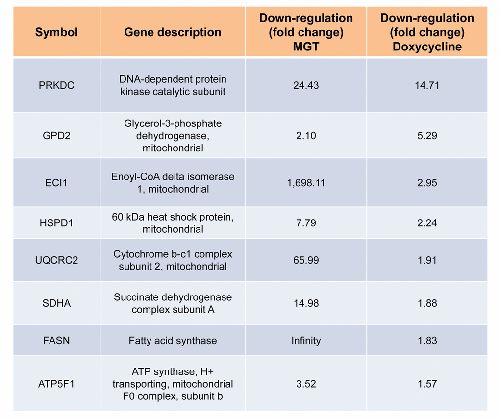 Table 1A. Commonly down-regulated proteins in MCF7 cells after treatment with doxycycline or MGT. List of down-regulated mitochondrial proteins and relative fold change.