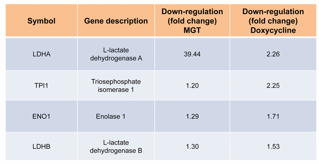 Table 1B. Commonly down-regulated proteins in MCF7 cells after treatment with doxycycline or MGT. List of down-regulated glycolytic proteins and relative fold change.