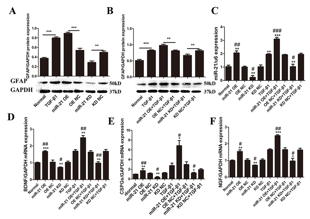 miR-21 regulates astrocyte activation and secretion of CSPGs, NGF, and BDNF. To determine the effects of miR-21 and TGF-β1 on astrocytes, we examined GFAP expression with or without miR-21 and TGF-β1 (10 ng/mL). (A) Astrocytes were treated with PBS alone or in combination with transfection of miR-21 OE, miR-21 KD, or NC (n = 3). (B) Astrocytes were treated with TGF-β1 alone or in combination with transfection of miR-21 OE, miR-21 KD, or NC. GFAP protein expression was examined by western blot (n = 3). (C) Effects of transfection were verified by qRT-PCR (n = 3). To determine changes in secretory function influenced by miR-21 and TGF-β1, astrocytes were treated with PBS alone or in combination with transfection of miR-21 OE, miR-21 KD, and NC (n = 3). RNA expression levels of BDNF (D), CSPGs (E), and NGF (F) were detected by qRT-PCR (n = 3). Data are expressed as mean ± SD. *P 