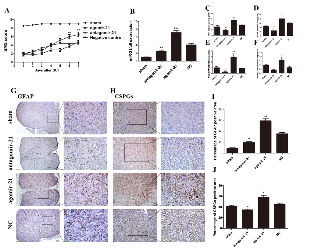 miR-21 has a positive effect on SCI in vivo. To determine whether miR-21 could regulate astrocytes in vivo, expression of miR-21 was interrupted in a SCI mouse model. Mice were divided into four groups: sham, agomir-21, antagomir-21 and NC. (A) BMS score for each group (n = 8). Unpaired t-test was used for comparison of agomir-21 and antagomir-21 groups with the antagomir NC group. Univariate analysis of variance also used to analyze this result showed that miR-21 had significant correlation with BMS scores (P B) The expression of miR-21 was detected by qRT-PCR. BDNF (D, F), and NGF (C, E) were detected by qRT-PCR and Elisa (n = 3). Immunohistochemistry was performed to examine GFAP (scale bar: low magnification, 100μm; high magnification, 20μm) (G) and CSPGs (scale bar: low magnification, 50μm; high magnification, 20μm) (H) and the results were analyzed by ImageJ and SPSS (I and J). Data are expressed as mean ± SD. *P 