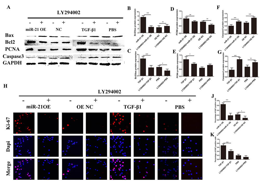 Astrogliosis could be regulated though intervention of PI3K/Akt/mTOR signaling. Western blot and immunofluorescence two groups: one transfected with miR-21 OE or NC with or without LY294002; and a second treated with TGF-β1 or PBS with or without LY294002. (A) Bax, Bcl2, PCNA, caspase 3, and GAPDH were evaluated (B–G) and analyzed by ImageJ and SPSS. (H and I) Immunofluorescence was used for the detection of Ki-67 (H). (J-K) The results were analyzed by ImageJ and SPSS. Data are expressed as mean ± SD. *P 