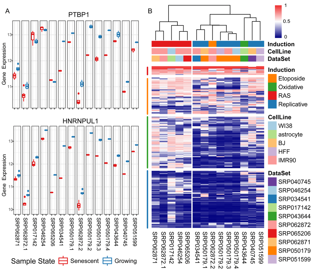 Differential expression levels of RNA binding proteins (RBPs) in senescent samples compared with growing ones. (A) Taking two consistently down-regulated RBPs as examples, their gene expression levels (y-axis: log2 read counts) of senescent samples compared with growing ones in fourteen experiments (x-axis). (B) Heatmap using a rank-based visualization method to present the differential expression levels of collected RBPs in all experiments respectively. Each column represents an experiment and each row represents one gene. A normalized rank transform is performed on each individual experiment by sorting the p-values from the most down-regulated with the lowest 0 (blue) to the most up-regulated with the highest 1 (red).