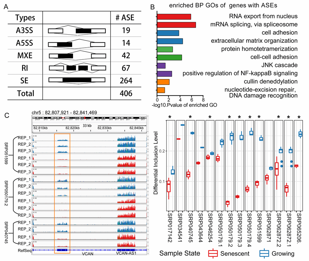 Differential splicing analysis in cellular senescence. (A) Statistics of the differential splicing events from the integrating result. (Abbreviations: SE: skipped exon; A5SS: Alternative 5’ splice site; A3SS: Alternative 3’ splice site; MXE: Mutually exclusive exon; RI: Retained intron). (B) GO enrichment analysis for the genes with CS-associated differential splicing events. (C) An example of one alternative splicing event of gene VCAN. VCAN is located on Chromosome 5 and this event is a MXE type, and two mutually exclusive exons separately locate from 82815167 to 82818128, 82832825 to 82838087. This MXE event is shown in RNA-seq read coverage plot (left: showing three experiments) in the genome browser and percent spliced in (PSI) boxplot (right: * representing differential spliced in this experiment).