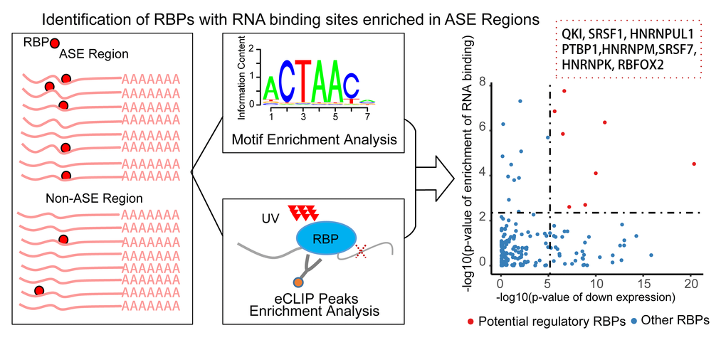 Pipeline of identifying RNA binding proteins (RBPs) regulating the senescence-associated alternative splicing events. For each RBP, the enrichment of RNA binding information of the Alternative Splicing Event (ASE) regions compared with the non-ASE regions through combining the methods of motif scanning and eCLIP peaks. Only the differentially expressed RBPs with significantly enriched RNA binding information were defined as the potential senescence-associated regulators (right scatter plot). x-axis is the p-value of down-regulations of the RBPs, y axis is the combined enrichment p-value. Red point is the detected eight splicing RBPs.