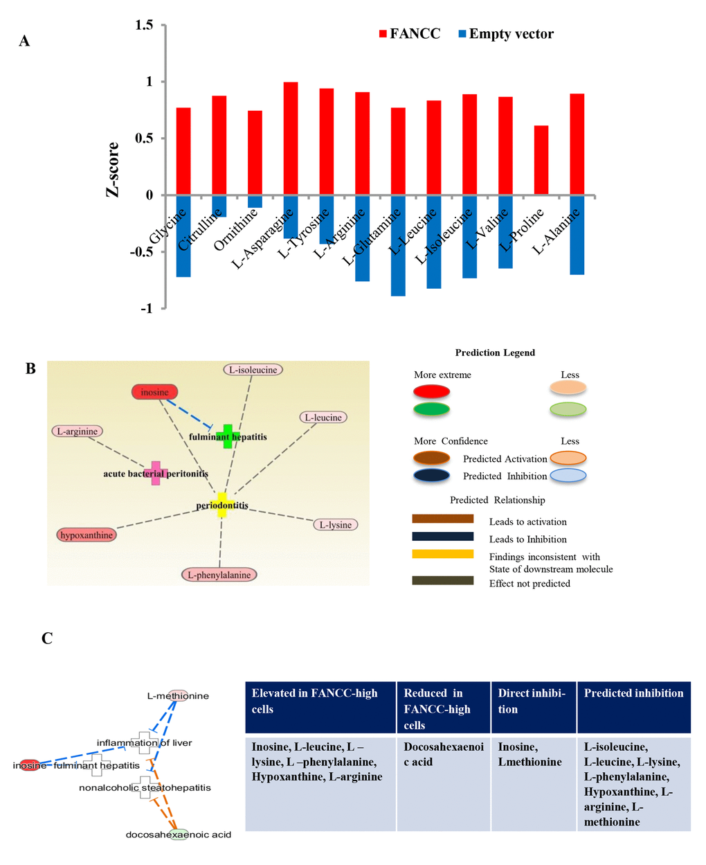 Metabolic indication of FANCC functions in aging and inflammation. (A) Aging associated metabolites were altered in FANCC-high cells. Metabolites of aging inhibitory processes were significantly elevated in FANCC-high cells. Glycine, citrulline, ornithine, L-asparagine, L-tyrosine, L-arginine, L-glutamine, L-leucine, L-isoleucine, L-valine, L-alanine and L-proline were elevated in FANCC –high cells compared to FANCC-low cells. (B, C) Metabolites involved in inflammatory diseases: The most significantly differential network for inflammatory diseases, such as periodontitis, fulminant hepatitis and inflammation of liver, was indicated by the altered metabolites in FANCC-high cells. Inosine, L-isoleucine, L-leucine, L-lysine, l-phenylalanine, hypoxanthine and L-arginine were elevated in FANCC cells, which were involved in the inflammatory-inhibition processes and etc., as listed in the table shown at the side.