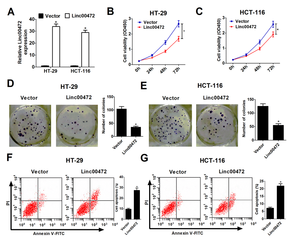 Linc00472 overexpression inhibited proliferation and induced apoptosis in CRC cells. HT-29 and HCT-116 cells were transfected with pcDNA3.1 vector (Vector) or pcDNA-Linc00472 (Linc00472). (A) The Linc00472 expression level was detected using qRT-PCR assays. (B and C) Cell proliferation was measured with CCK-8 assays. (D and E) Cell clone numbers were evaluated by colony formation assay. (F and G) Cell apoptosis was determined by flow cytometry analysis. *P 