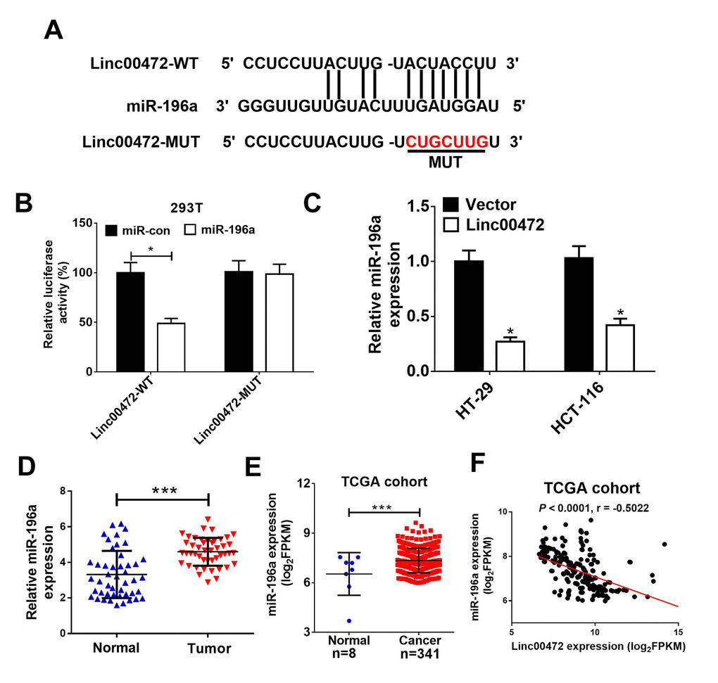 Linc00472 directly inhibited miR-1496a expression. (A) The predicted binding sites between Linc00472 and miR-141 were shown. (B) The luciferase activity was detected in 293T cells. (C) qRT-PCR analysis miR-196a expression in HT-29 and HCT-116 cells transfected with pcDNA3.1 vector (Vector) or pcDNA-Linc00472 (Linc00472). (D) qRT-PCR assay was performed to detect miR-196a expression in CRC tumor tissues and adjacent normal tissues. (E) Linc00472 expression was analyzed in TCGA COAD cohort. (F) Correlation analysis between Linc00472 and miR-196a in CRC tissues from TCGA COAD dataset. *P P 