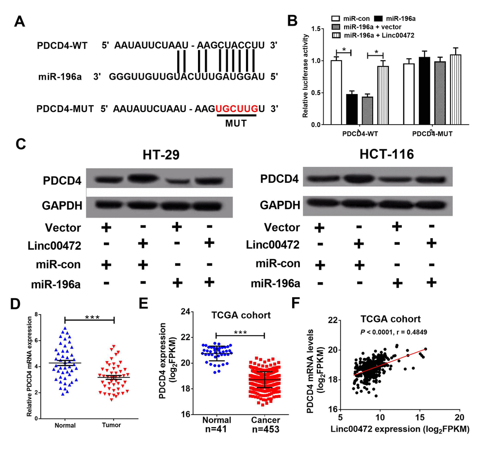 PDCD4 was a target of miR-196a. (A) The putative binding sites between PDCD4 and miR-196a by miRanda software. (B) The luciferase activity of wide-type or mutant-type PDCD4 was determined in 293T cells. (C) PDCD4 protein level in HT-29 and HCT-116 cells was detected using western blot analysis. (D) qRT-PCR assay analyzed PDCD4 mRNA levels in CRC tumor tissues and adjacent normal tissues. (E) PDCD4 mRNA levels were analyzed in TCGA COAD cohort. (F) Correlation analysis between Linc00472 and PDCD4 in CRC tissues from TCGA COAD dataset. *P P 