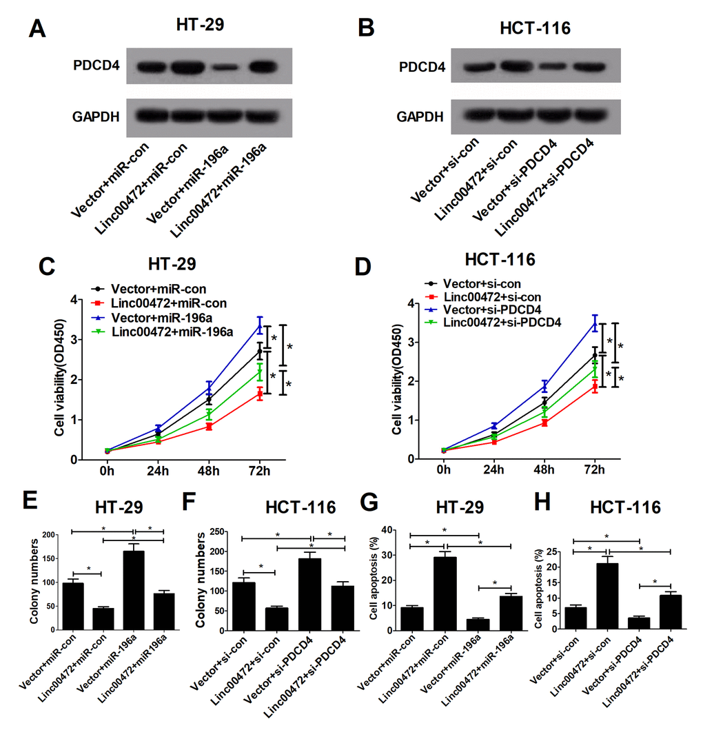 Linc00472 inhibited proliferation and enhanced apoptosis by modulating miR-196a/PDCD4 axis in CRC cells. HT-29 cells were transfected with Vector+miR-con, Linc00472+miR-con, Vector+miR-196a or Linc00472+miR-196a, and HCT-116 cells were transfected with Vector+si-con, Linc00472+si-con, Vector+si-PDCD4 or Linc00472+si-PDCD4. The PDCD4 protein levels were measured by western blot assays (A and B), the cell proliferation was evaluated by CCK-8 assays (C and D), the cell clone numbers were estimated by colony formation assays (E and F), and the cell apoptosis was determined with flow cytometry (G and H). *P 